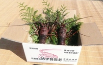 三重県産熊野灘の活伊勢海老　2尾