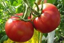 42.岐阜県産獲れたてトマトセット２kg