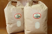 岐阜県笠松町：岐阜県産　ハツシモ（5kg×2）