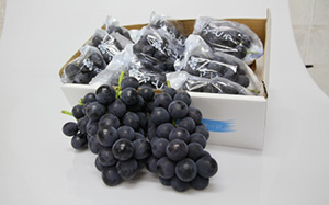 【期間限定】岩井の巨峰(約4kg)