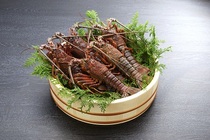 Ｃ－９　伊勢海老　２尾～５尾【期間限定】