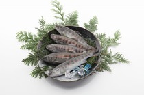  広島県北広島町：A-13 芸北あまごセット