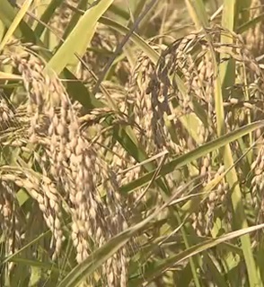 佐賀県唐津市:A-51 さがびより(10kg)