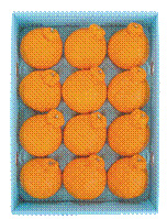  佐賀県唐津市：A-59　デコポン