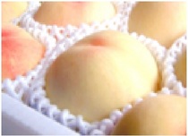 岡山県倉敷市:B01コース 白桃 (7月中旬~8月下旬)