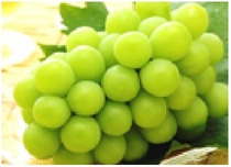 岡山県倉敷市:B02コース マスカット 季節限定(8月上旬~9月下旬)