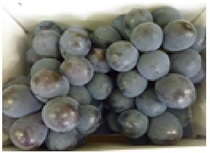 岡山県倉敷市:B03コース ニューピオーネ 季節限定(8月上旬~8月下旬)