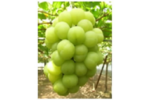 B04コース 瀬戸ジャイアンツ