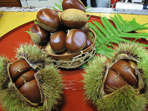 B10 丹波栗（篭入り）