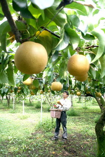 岐阜県郡上市： 【A-39】郡上大和の梨