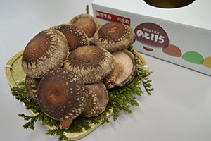 穴水産しいたけ(のと115)