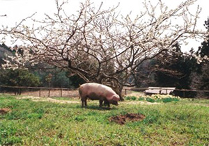 のと猪部里児の豚肉セット